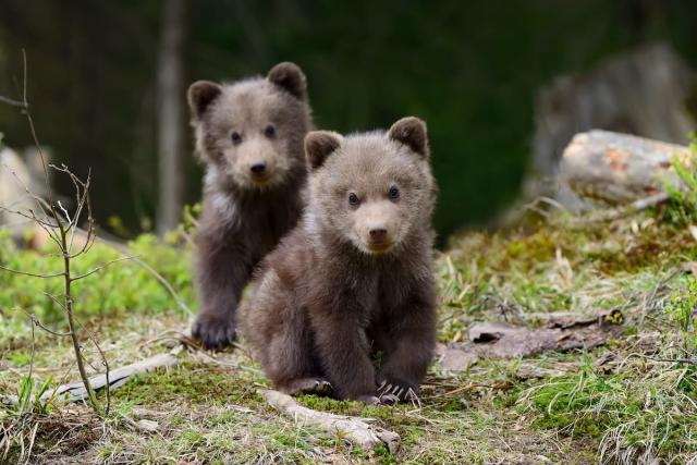 2 baby brown bears having a wonderful time and looking at the camera
